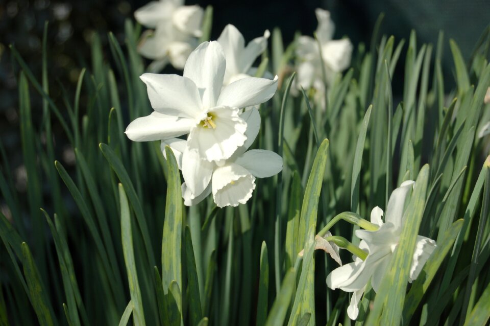 White flower spring white flowers
