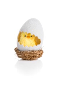 Egg no person nature