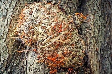 Log structure forest photo