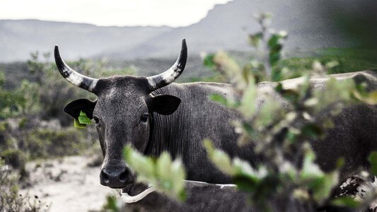 Grass wildlife south africa