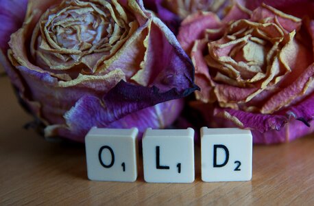 Faded old age roses