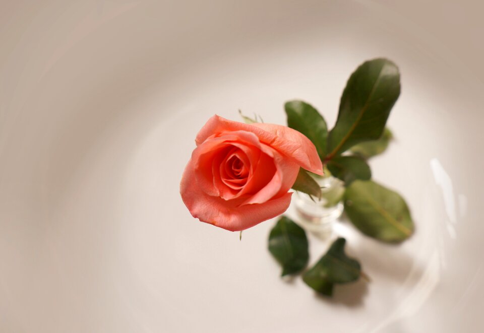 Natural roses love