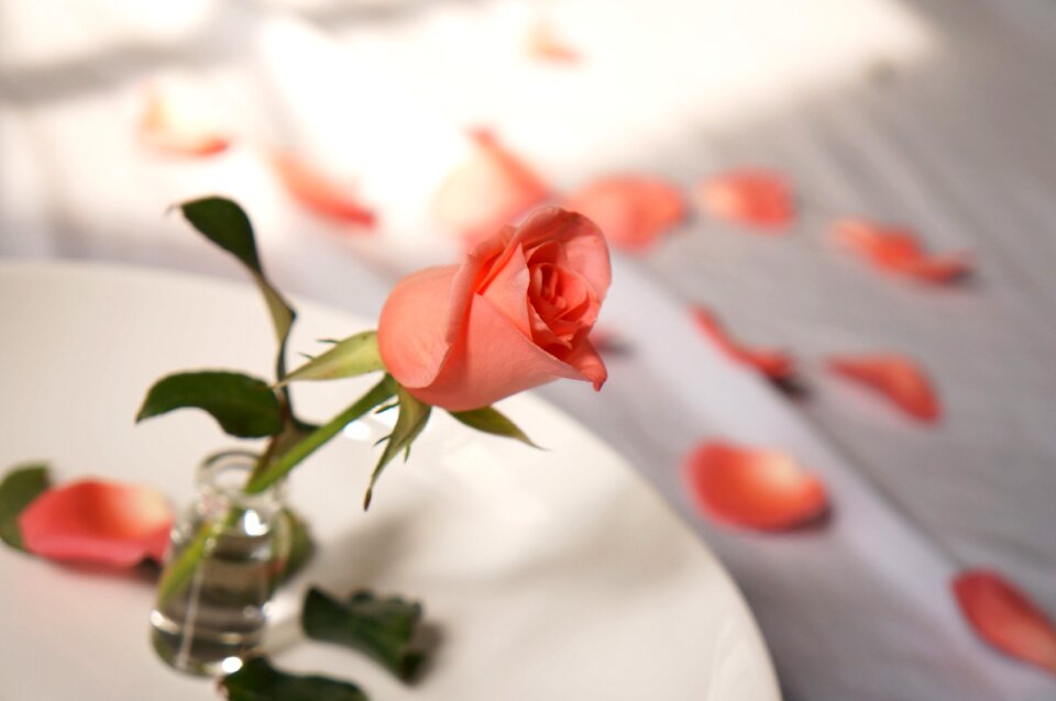 Roses love flower buds