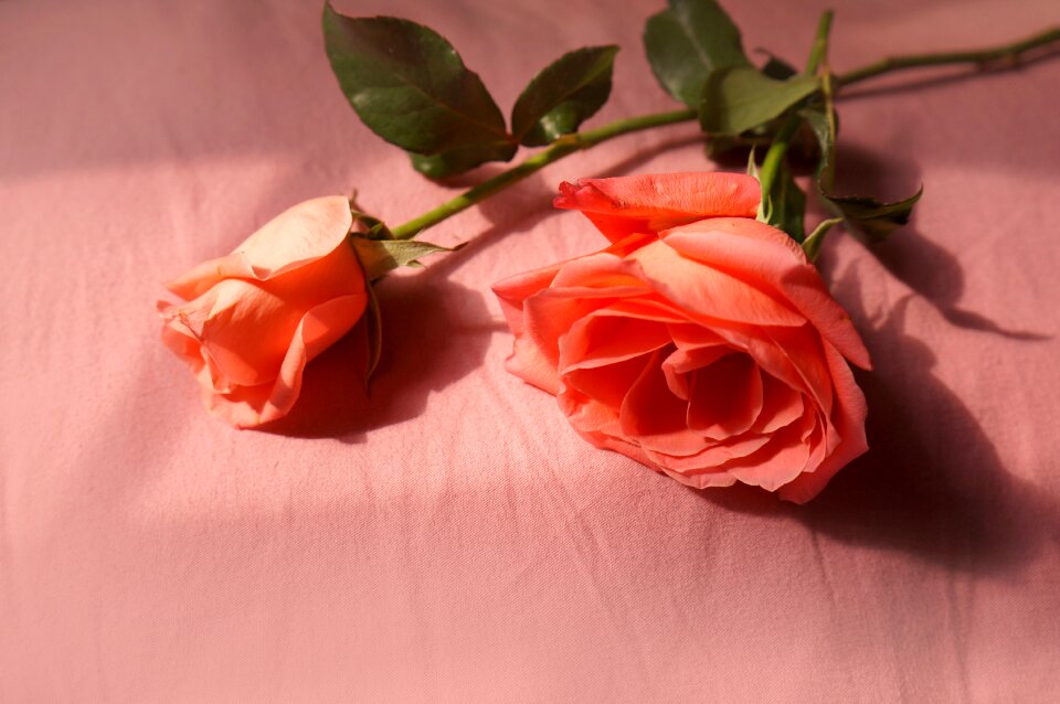 Roses love flower buds