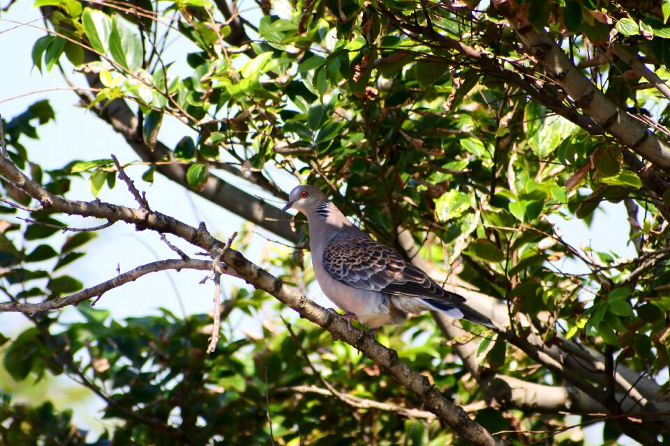 Shade wild birds dove