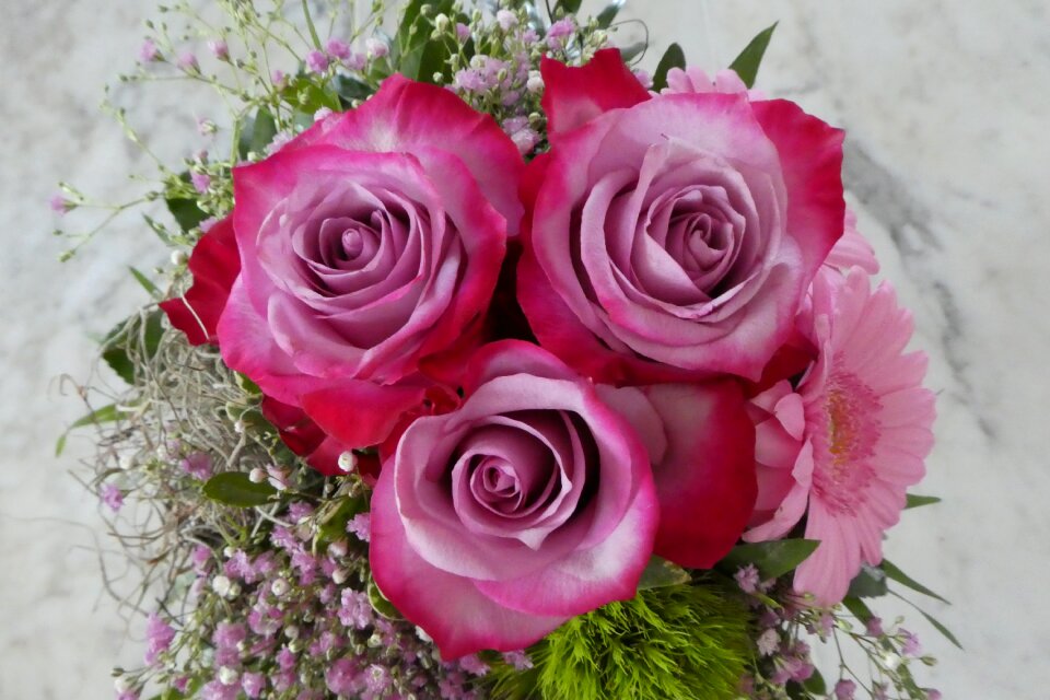 Pink red purple