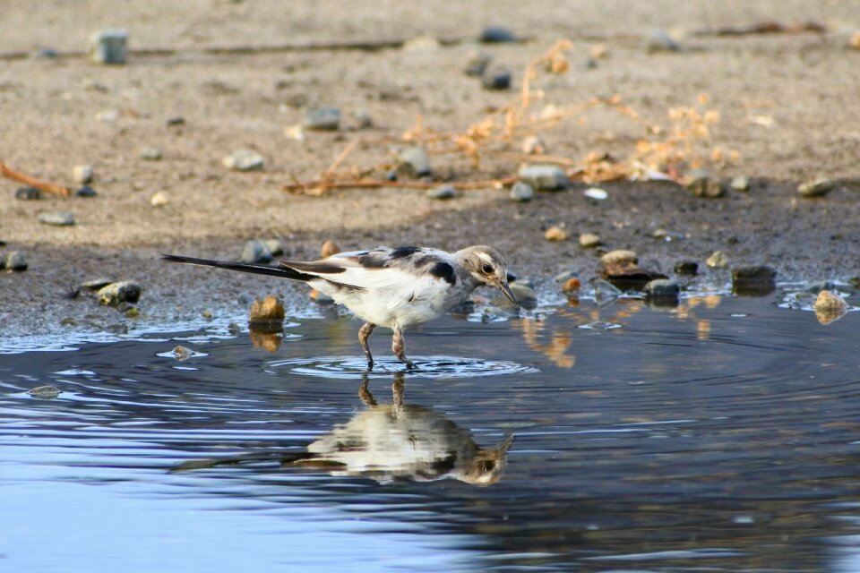 Water mirror reflection