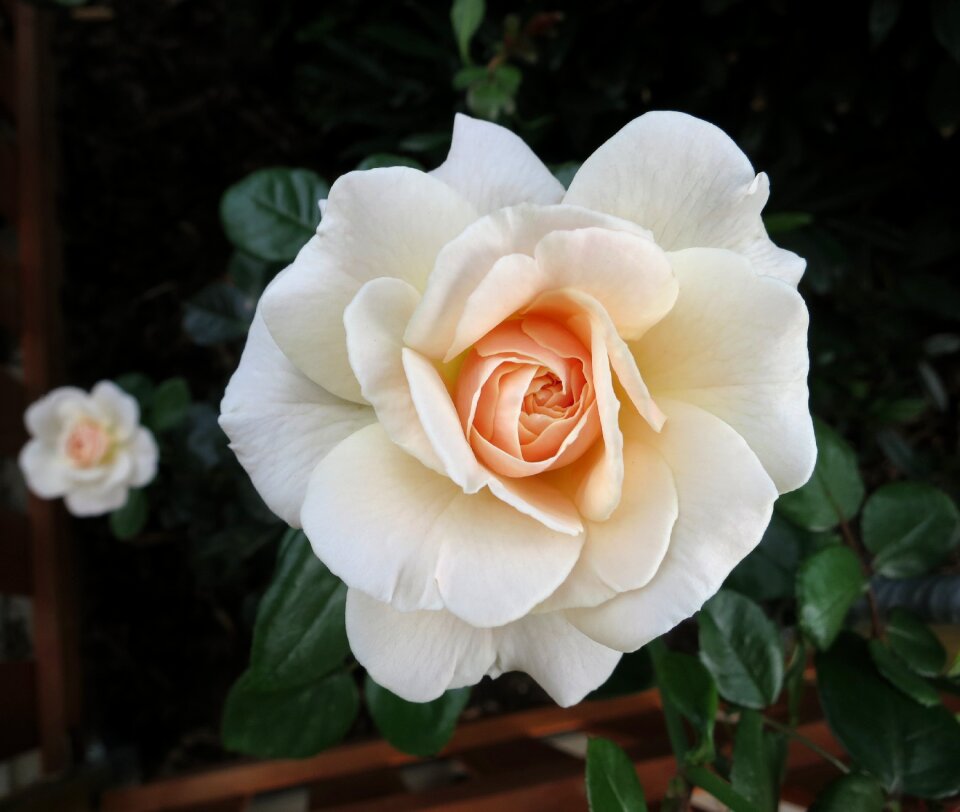 Blossom bloom white