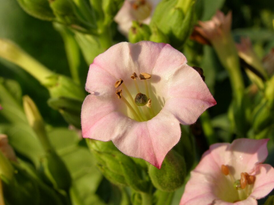 Crops blossom bloom