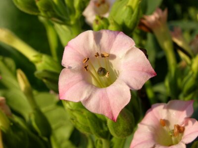 Crops blossom bloom