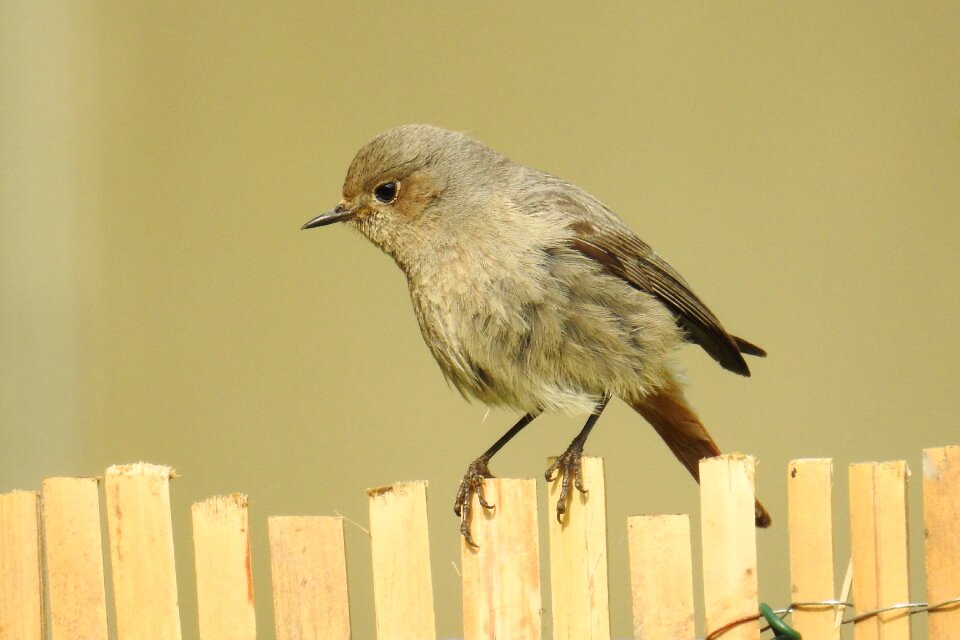 Nature animal world garden redstarts