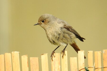 Nature animal world garden redstarts
