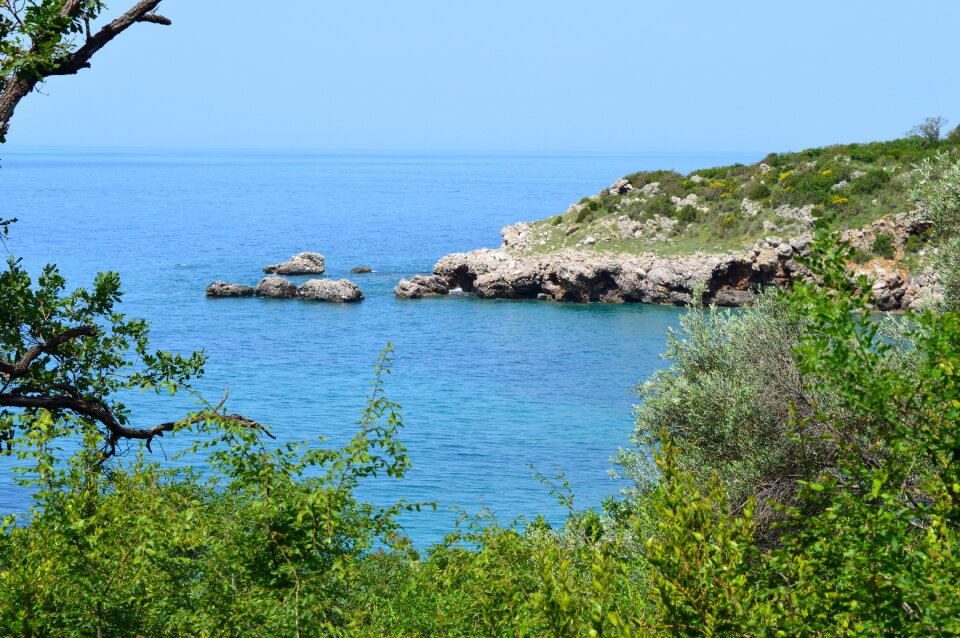 Tree seashore montenegro