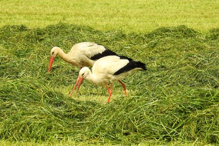 Animal bill storks