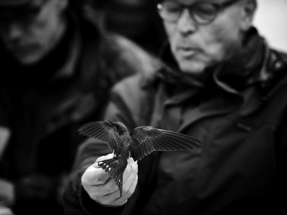 Bird black and white flight