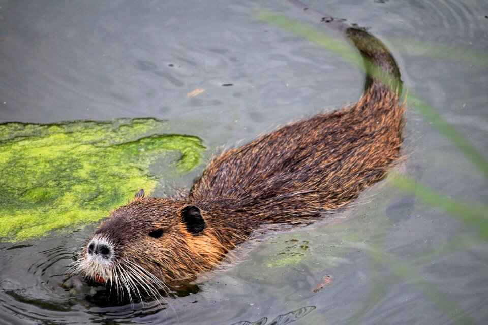 Animal world animal nutria