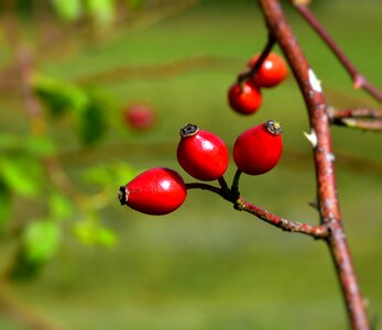 Red nature autumn photo