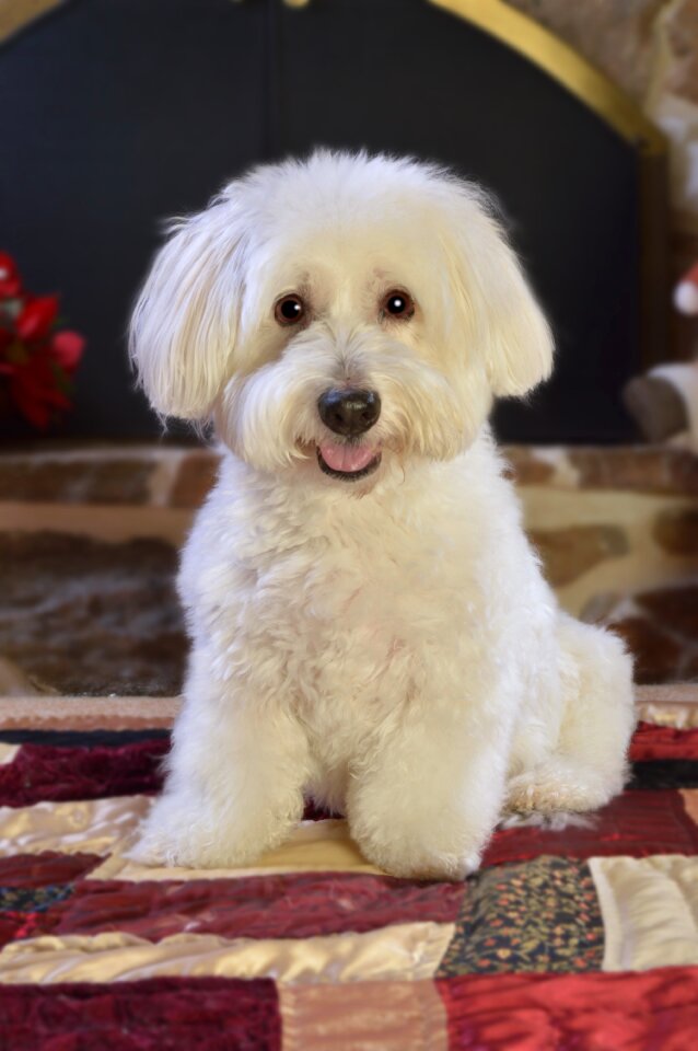 Cute animal canine