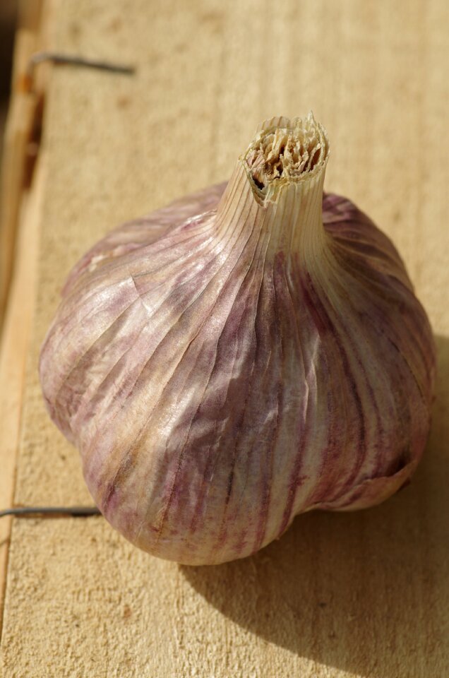 Gourmet head of garlic kitchen