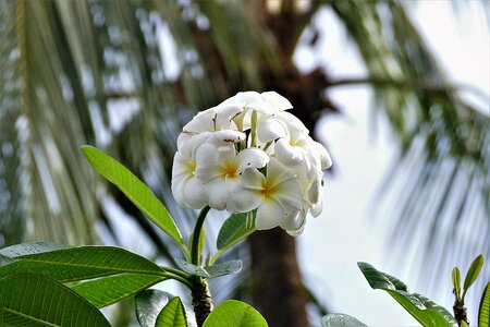 Bloom white exotic