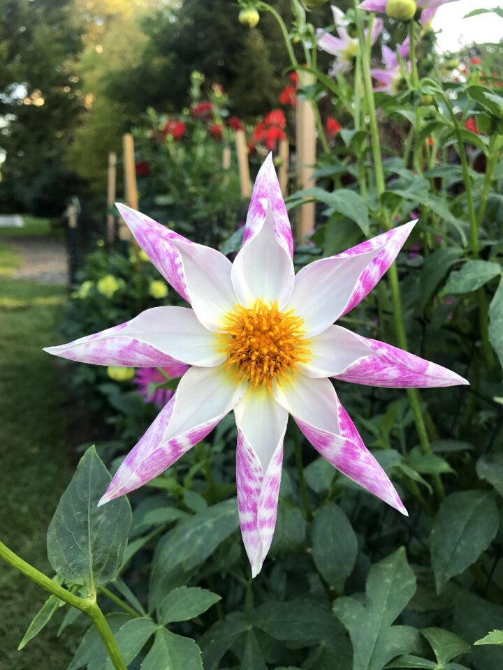 Dahlia spring floral