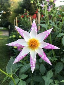 Dahlia spring floral photo