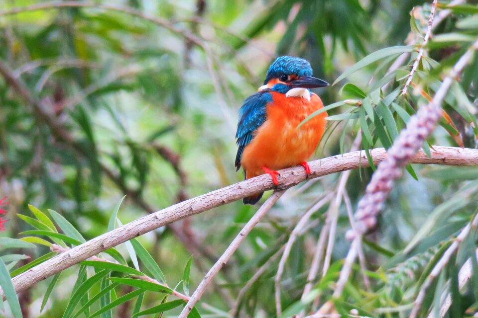 Wildlife animal outdoor