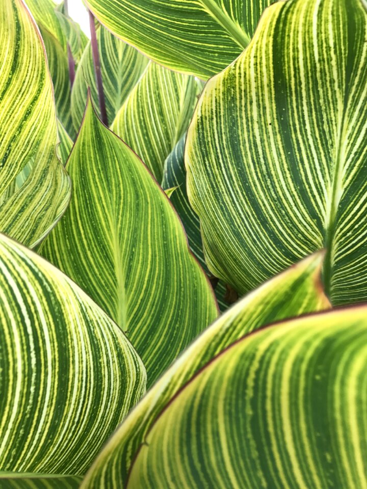 Texture nature plant