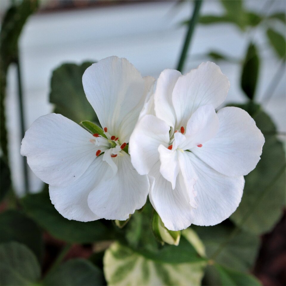 White color pure clear