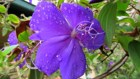 Flower raindrops spring