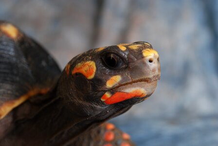 Nature tropical reptile