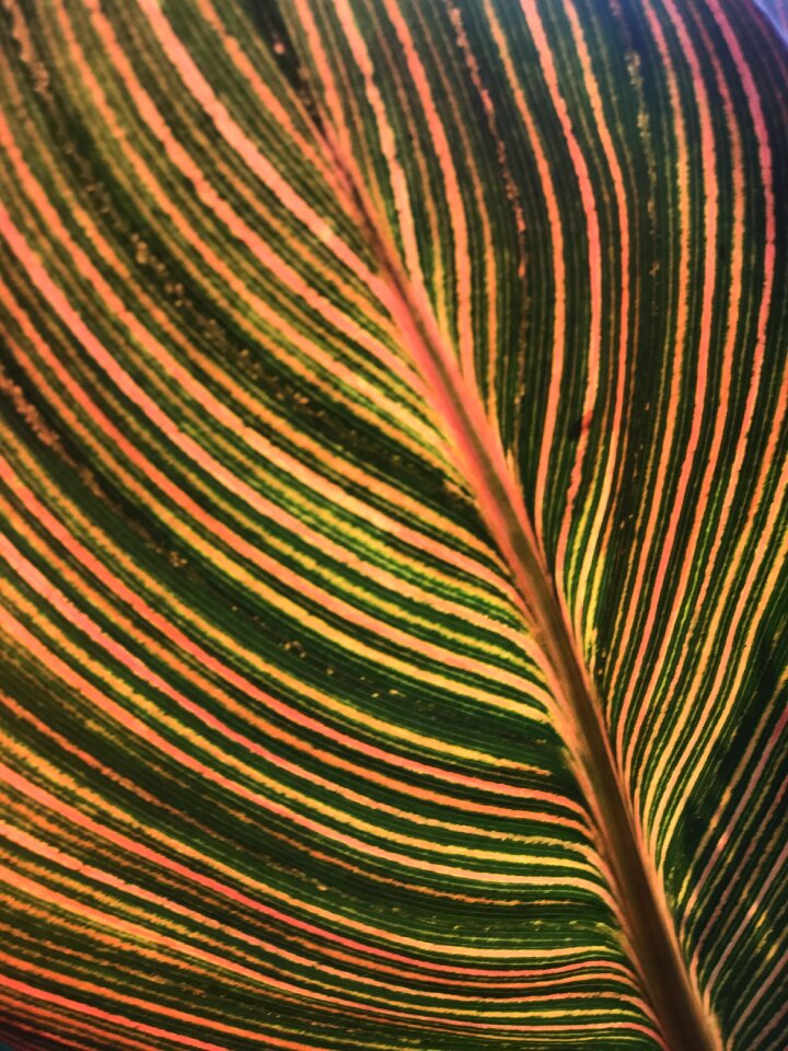 Colorful plant nature