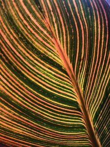 Colorful plant nature