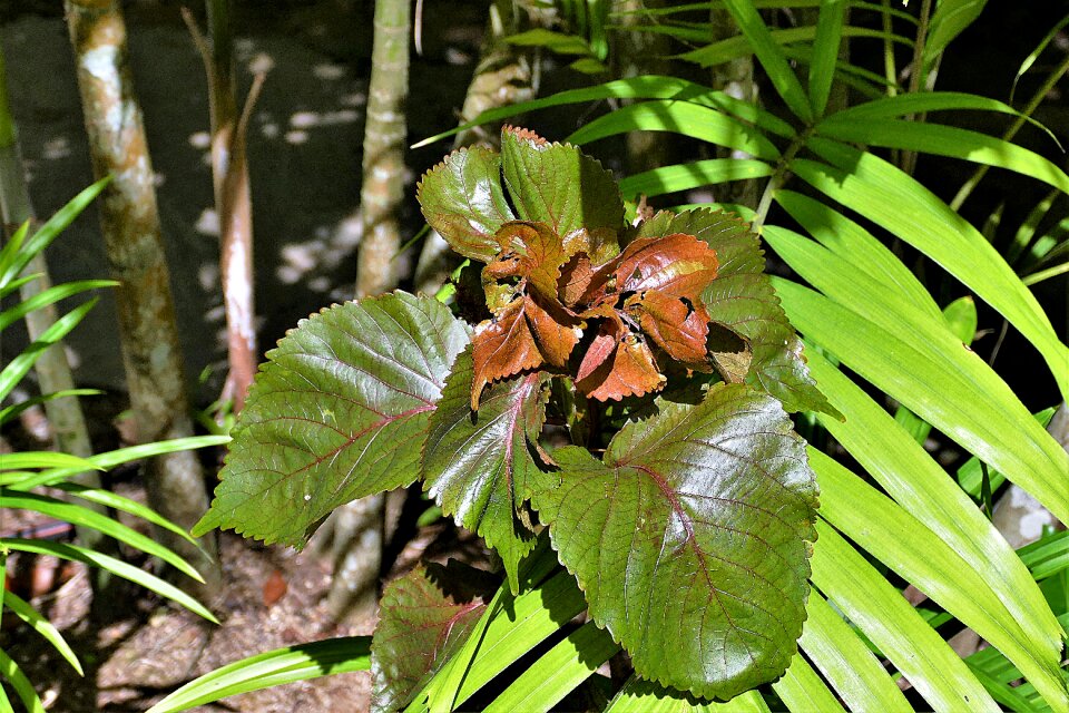 Nature plant environment