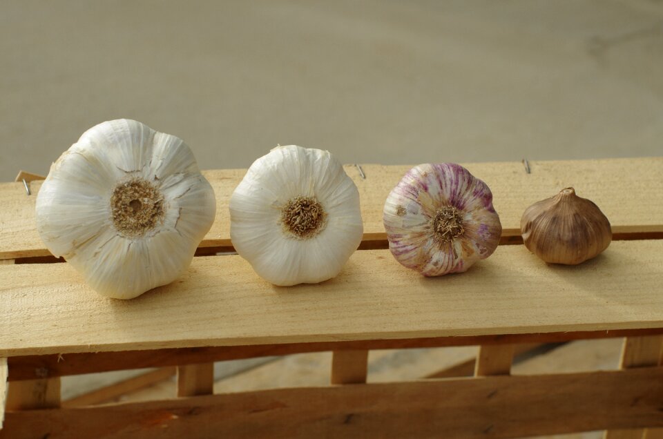 Purple garlic black garlic garlic grown