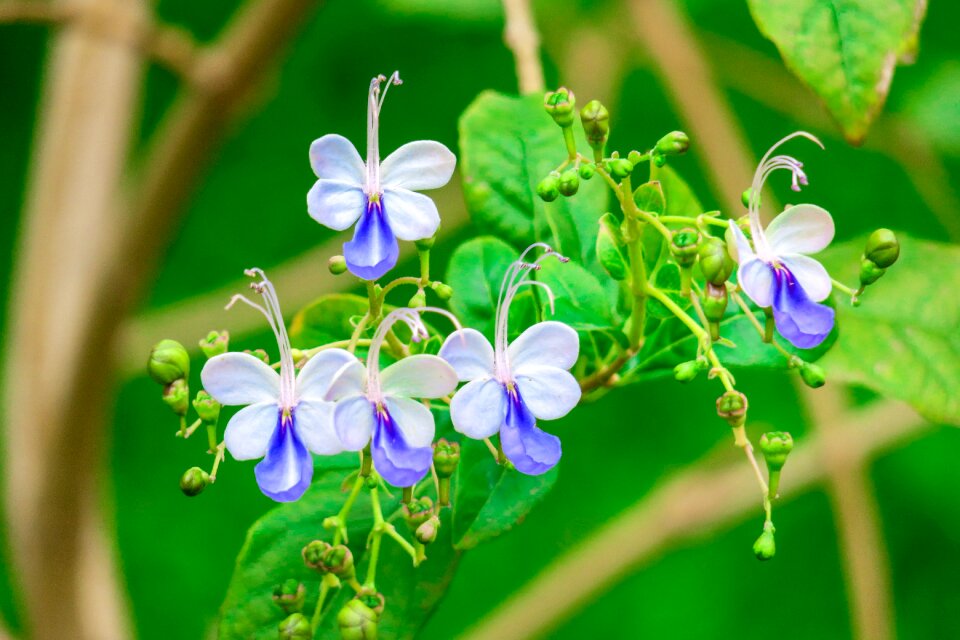 Plant summer outdoor