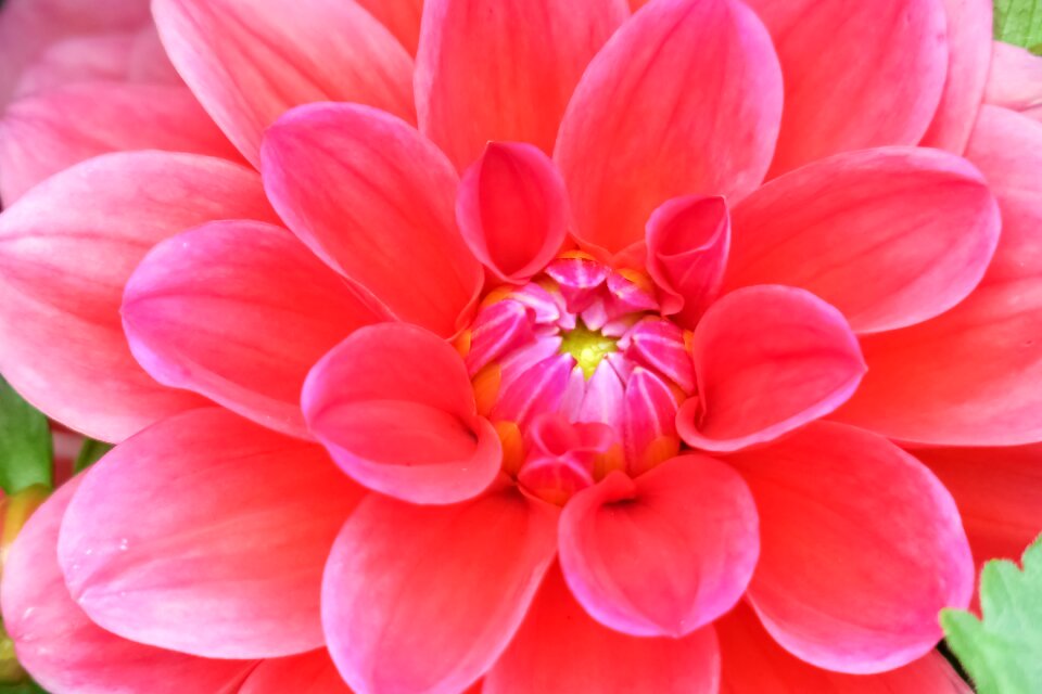 Garden flower's petal