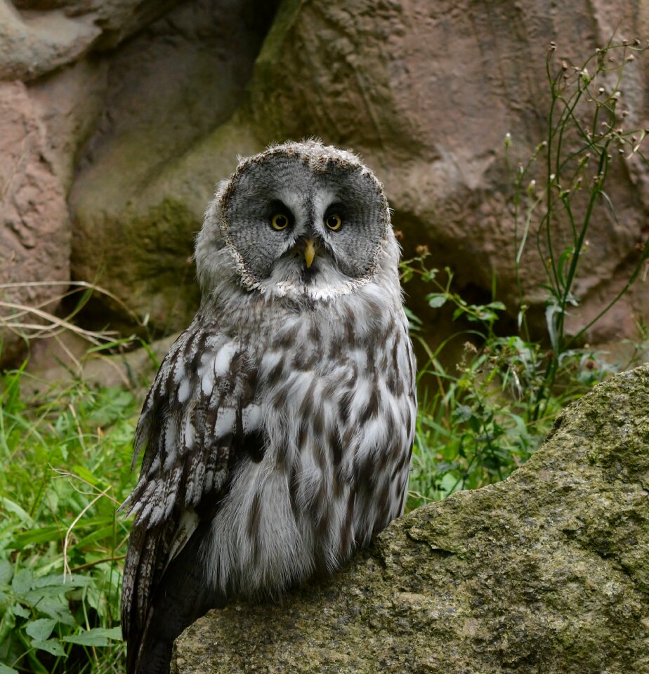Animal bird of prey owl
