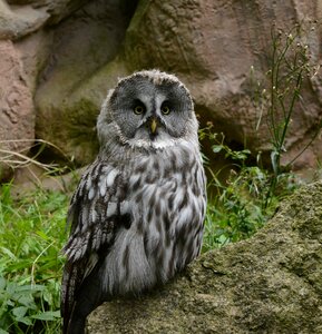 Animal bird of prey owl