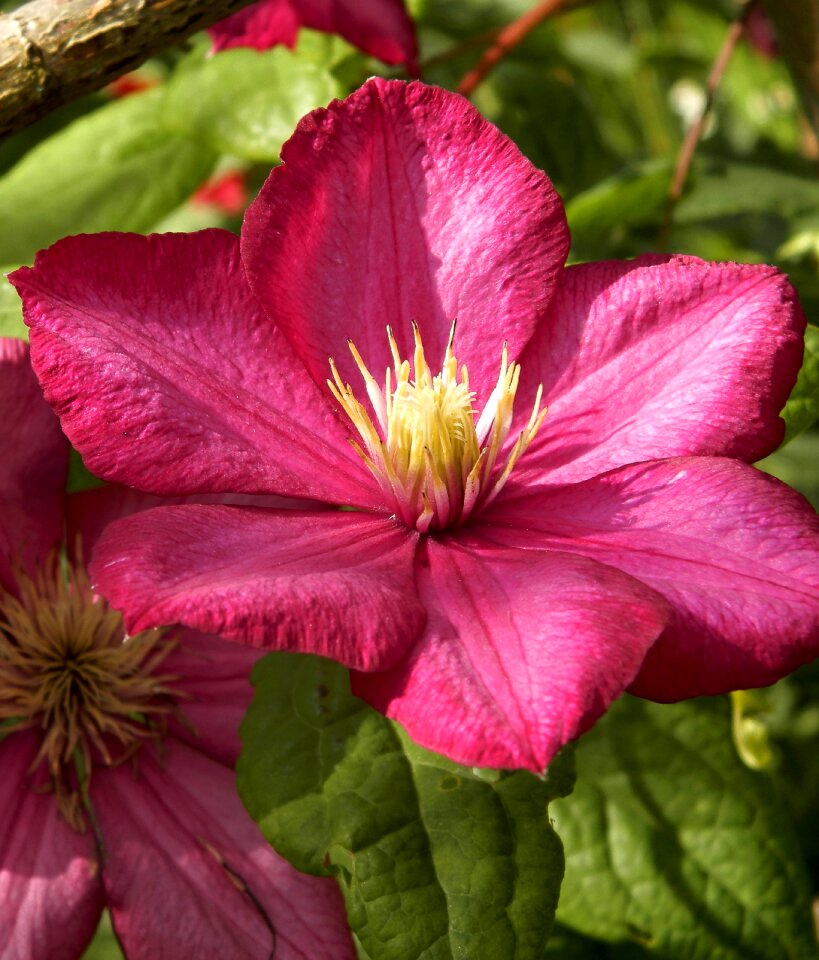 Garden plant Free photos