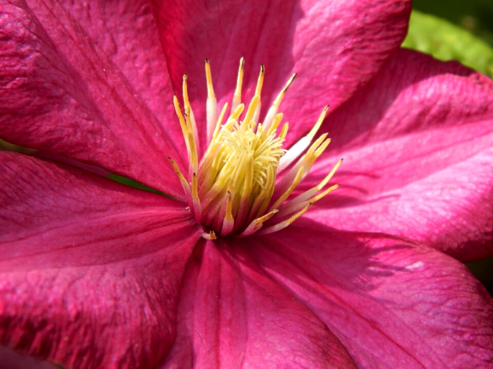 In bloom flowers garden Free photos