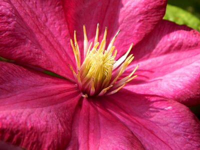 In bloom flowers garden Free photos