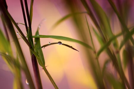 Dewdrop nature close up