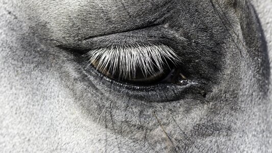 Nature eyelash horse photo