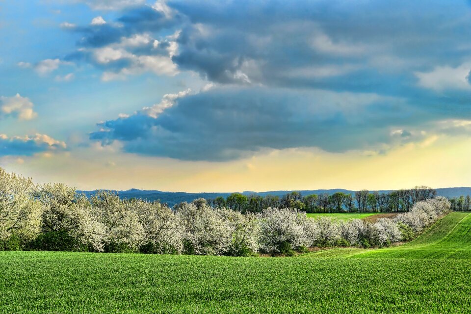 Flowering cherry trees sky grass