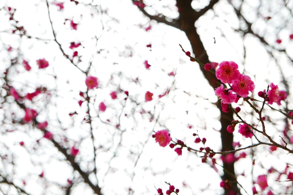 Season nature flowers