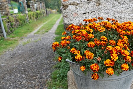 Marigold autumn summer