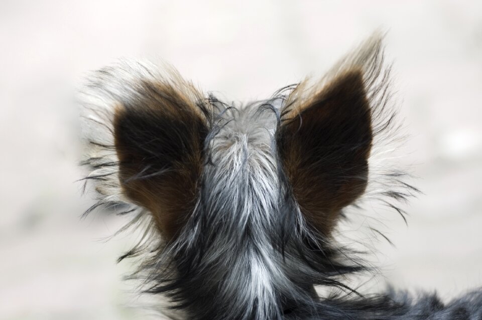 Pet hair gray
