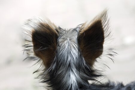Pet hair gray