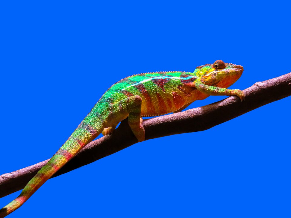 Exotic reptile camouflage